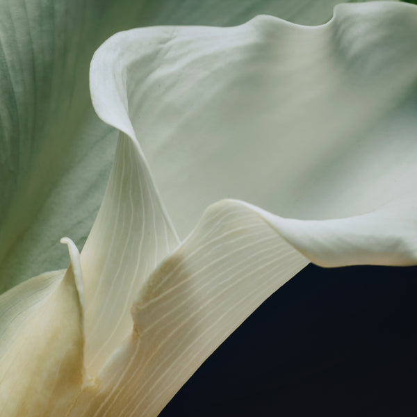 White Petals